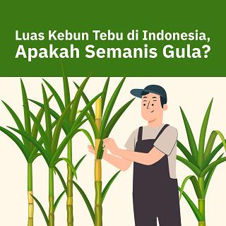 Primadona Kebun Tebu di Indonesia Si Bahan Baku Gula Luas Kebun Tebu di Indonesia, Apakah Semanis Gula?