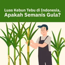 Primadona Kebun Tebu di Indonesia Si Bahan Baku Gula Luas Kebun Tebu di Indonesia, Apakah Semanis Gula?