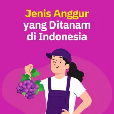 Jenis Anggur yang Ditanam di Indonesia