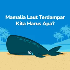 Pertolongan Pertama Saat Mamalia Laut Terdampar