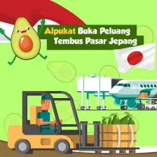 Alpukat Buka Peluang Tembus Pasar Jepang