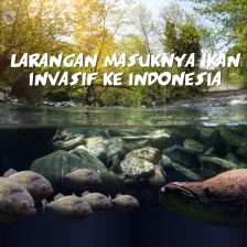 Larangan Masuknya Ikan Invasif ke Indonesia
