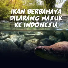 Ikan Berbahaya Dilarang Masuk Ke Indonesia
