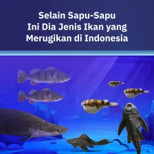 Selain Sapu-Sapu Ini Dia Jenis Ikan yang Merugikan di Indonesia